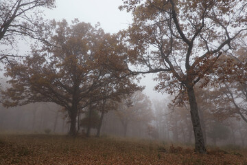 Fototapeta na wymiar Oak trees in autumn among the mist in the Sierra de Guadarrama National Park in the Community of Madrid. Spain