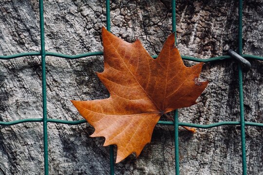 browm maple leaf on the metallic fence in autumn season, autumn leaves and autumn colors