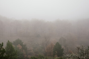 Oak trees in autumn among the mist in the Sierra de Guadarrama National Park in the Community of Madrid. Spain