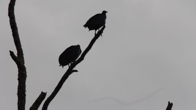 Buzzards roost. A shot of two vultures in a dark contrast, perched on a dead oak tree. An eerie and deathly vibe portrayed here.