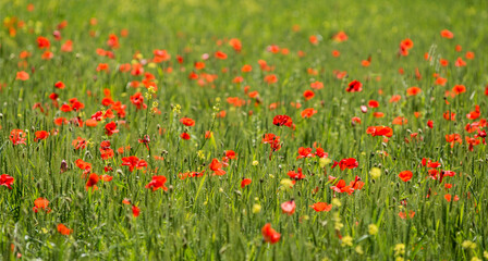 Champ de céréales et coquelicots à Chichilianne, France