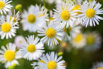 Macro shoot of Eastern daisy fleabane flower, Erigeron annuus with morning dew and frost