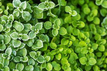 Fresh green leaf with ice drops on a frosty day. Macro shoot. Background textures