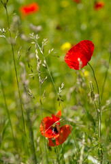 Coquelicots délicats à Chichilianne, France