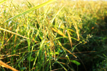 grass in the wind