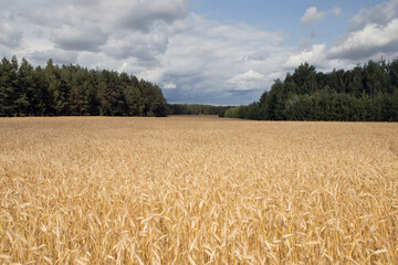 golden grain field ripe for harvesting under stormy sky