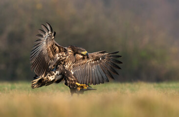 White tailed eagle in flight ( Haliaeetus albicilla )