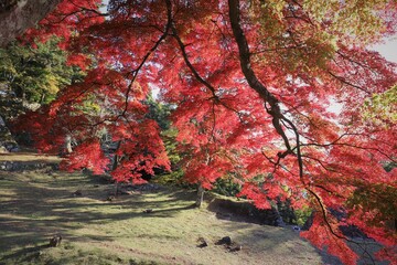 奈良県　高取城の紅葉