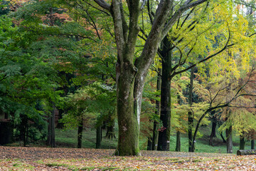 樹木公園の晩秋の風景