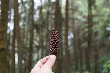 hand holding a cone