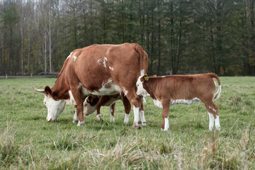 Hereford beef cattle and young cow calves graze in green pasture