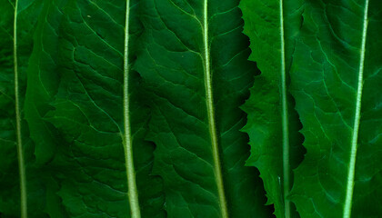 green leaf background