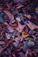 multi colored dry leaves on the ground in autumn season, autumn leaves and autumn colors