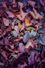 multi colored dry leaves on the ground in autumn season, autumn leaves and autumn colors