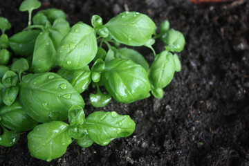 fresh basil leaves in the garden