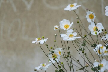 White daisy flower by the wall