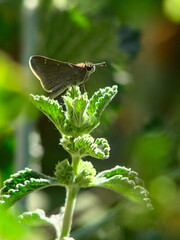 mariposa endémica posada en flor de menta