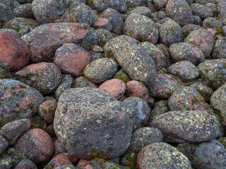 Large boulders of glacial origin overgrown with lichen in Karelia, northwest of Russia