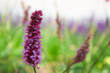 close up of lavender flowers