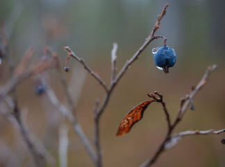The last blueberry on a bush with a drop after rain