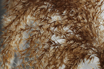 Beige dry reeds on white background. Closeup photo.