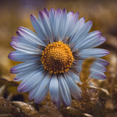 beautiful white daisy flower in the garden in autumn season, autumn colors