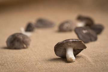 Selective focus shot of lamellar mushrooms