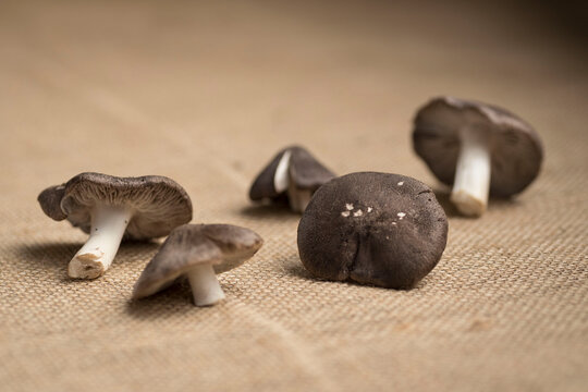 Selective Focus Shot Of Lamellar Mushrooms