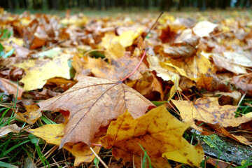 Fallen leaves in park.