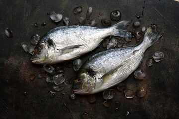 Raw chilled dorado fish on an ice cubes. Top view with copy space.