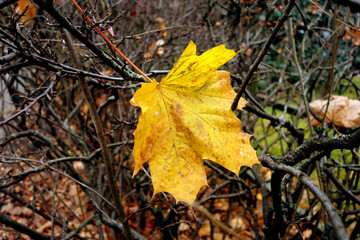 Lonely maple tree fallen leaf.