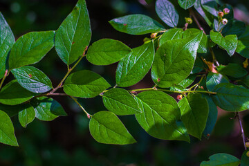 leaves on a tree in spring