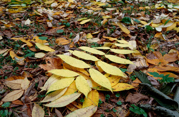 Fallen leaves in park.