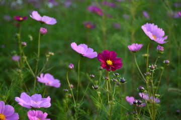 花畑のコスモス