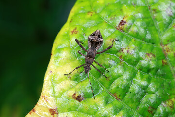 Stink bug on green leaves, North China