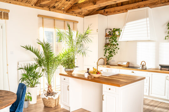 Designer white kitchen with a lot of home plants.