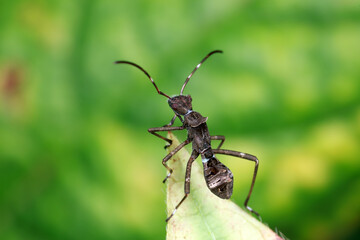 Stink bug on green leaves, North China