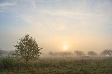 Fototapeta na wymiar dawn in a foggy spring garden