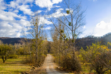 Village land road and autumn trees