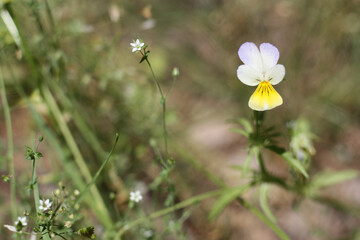 flowers in the meadow