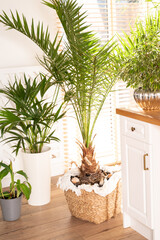 Tropical palm and other home plants in home.