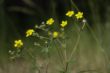yellow flowers in the grass