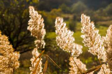 Autumn leaves background, sunlight and bright