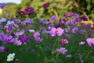 花畑のいろとりどりのコスモス