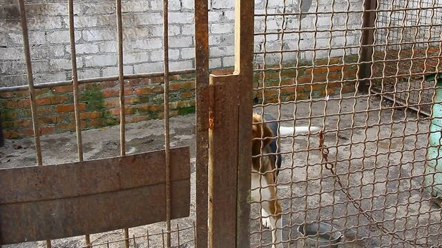 Russian pega hound dog is in the aviary