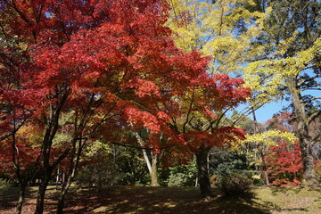 カエデの紅葉