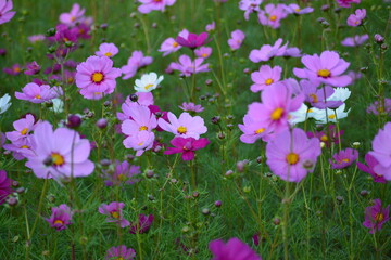 花畑のコスモス