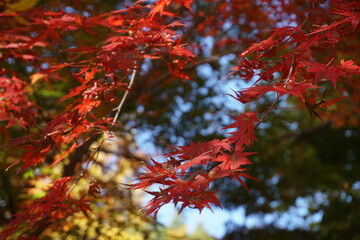 カエデの紅葉