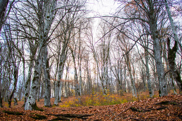 Autumn and fall forest landscape, autumn leaves and trees background