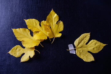 Creative multitask background with fallen leaves and duct tape on black background.